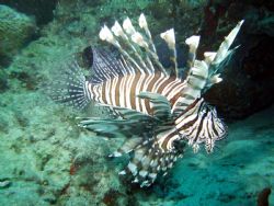 This is a lionfish that it is believed was released onto ... by Allyssa Arnold 